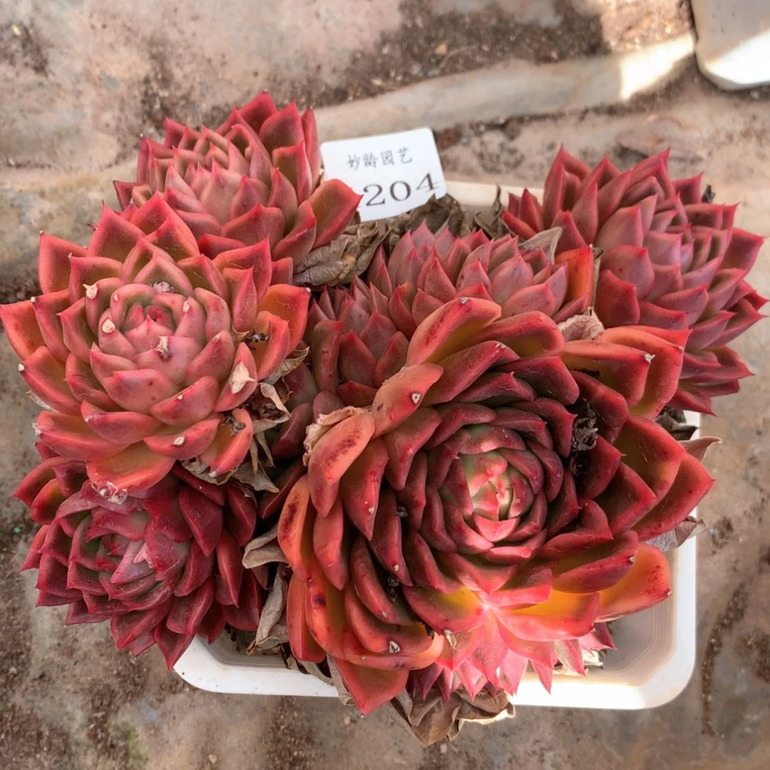 4204有叶伤瑕疵特价