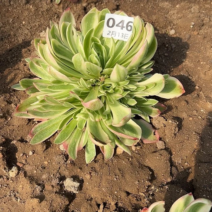 2.13-46粉水晶多肉植物2