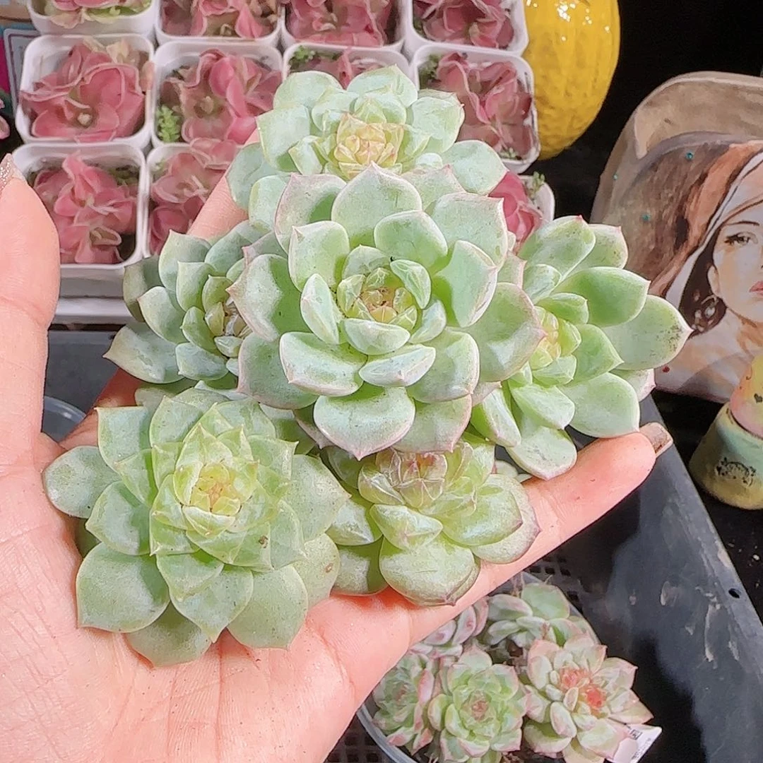 0727---123糖心珍妮