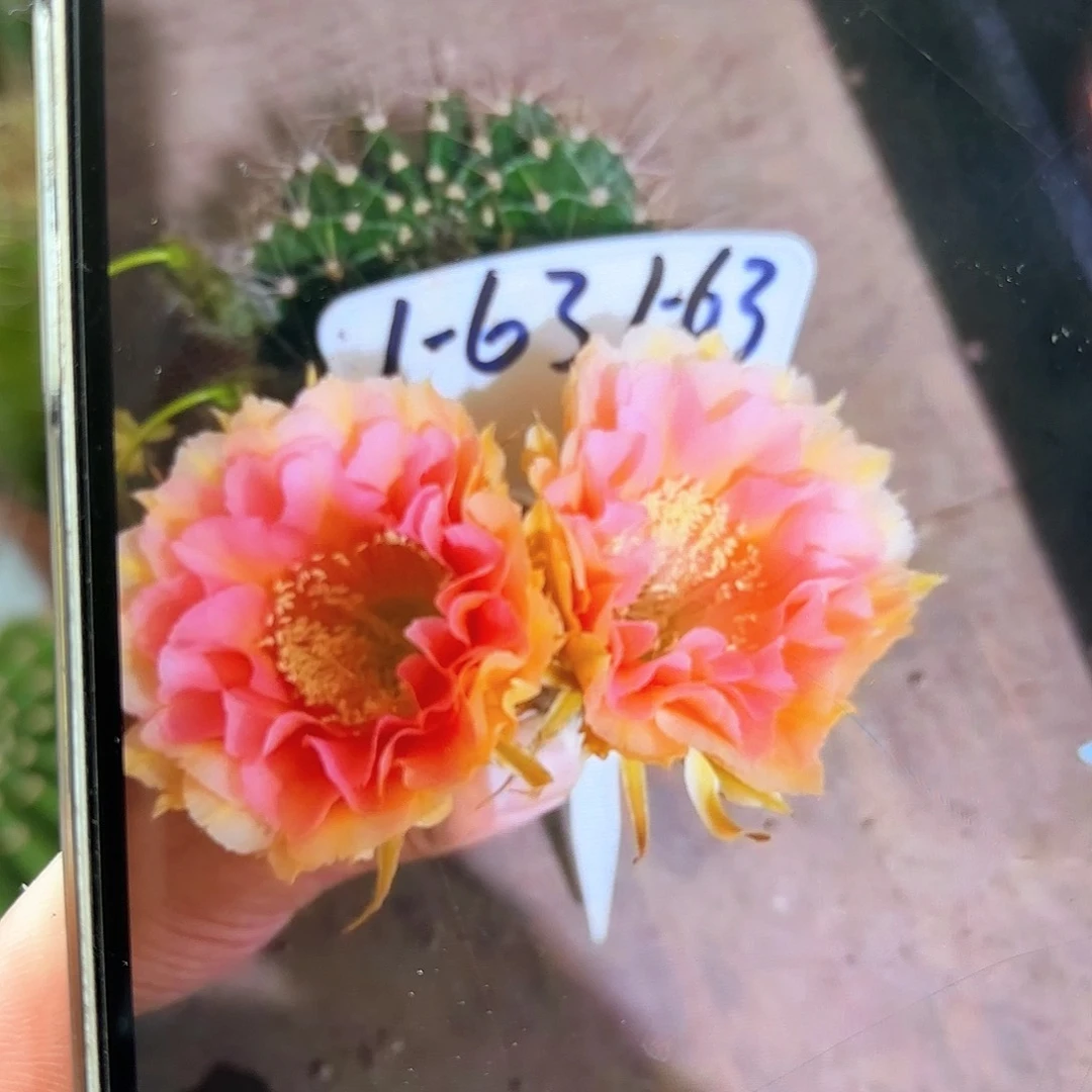 彩草1-63号5.5-6公分左右