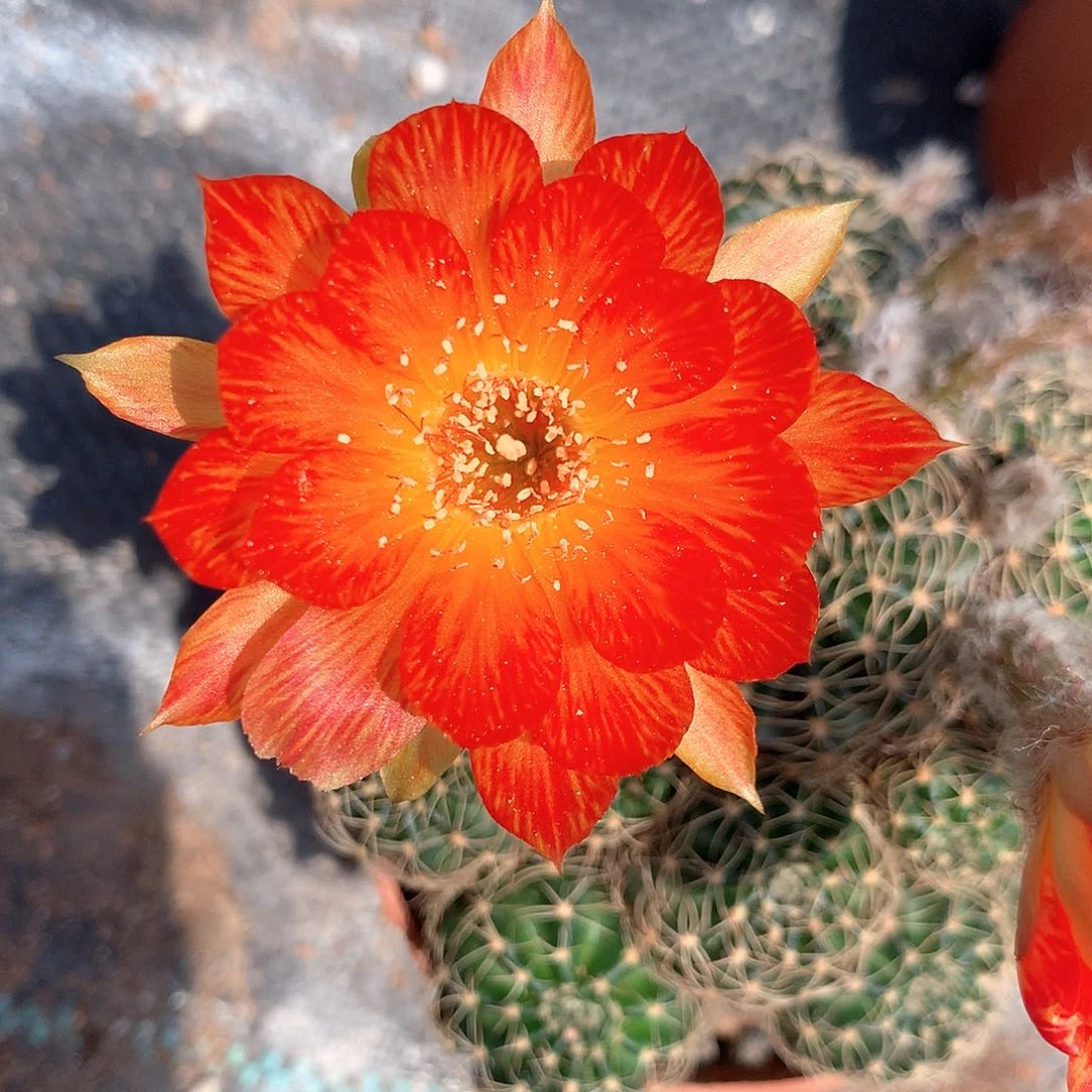 1978实生丽花10公分杯