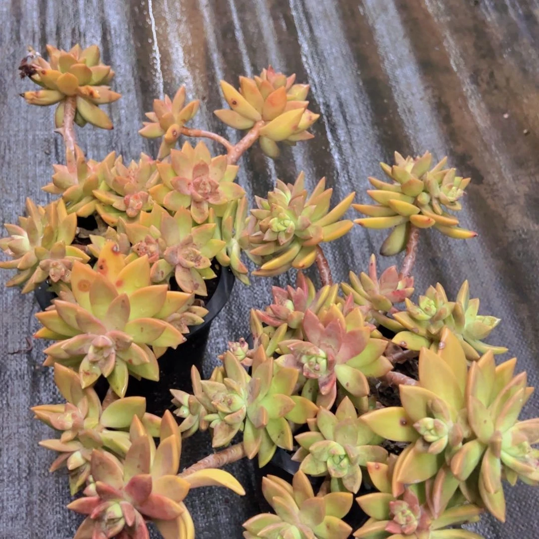 黄金布丁大盆整装两盆