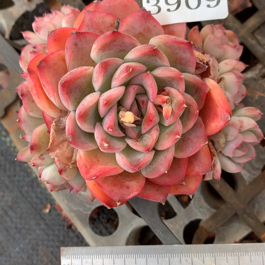 3909杂交精品基地10厘米