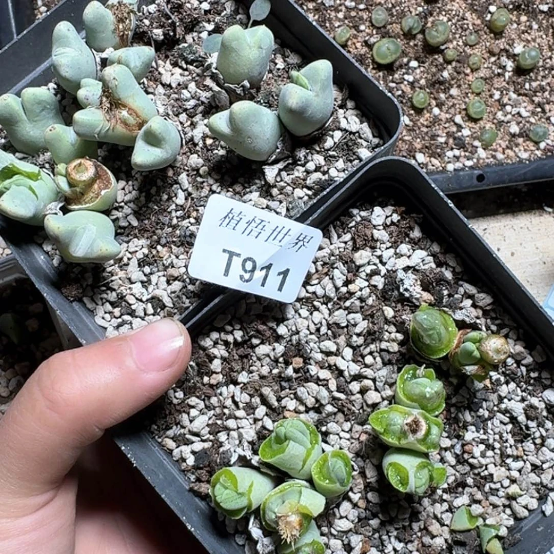 。**袁911号多肉植物哇d g