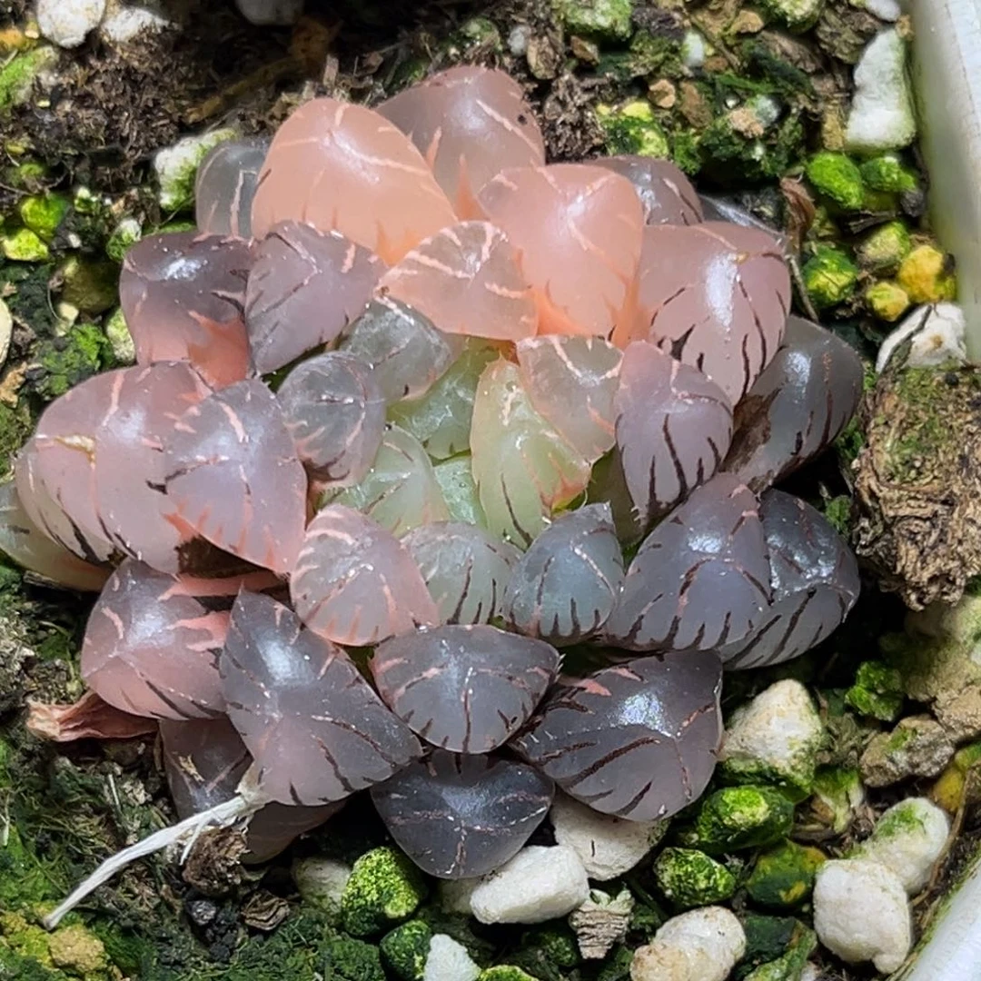 解**田恭喜发财大吉大利0185