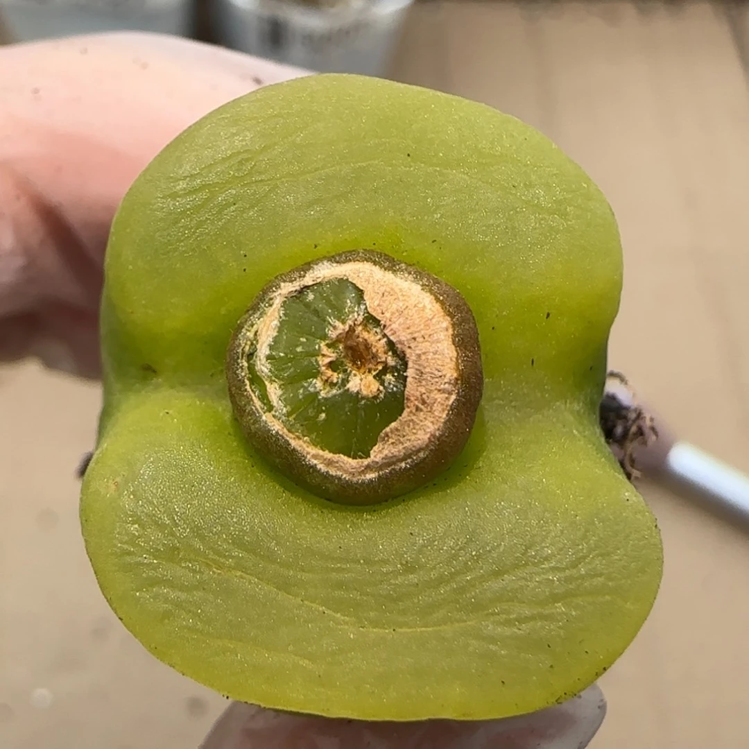 1.21 上播福利 蟠桃 6012