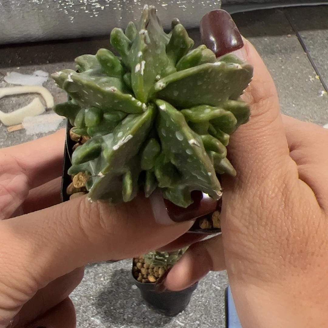 开***水实生鸾凤玉一物一拍