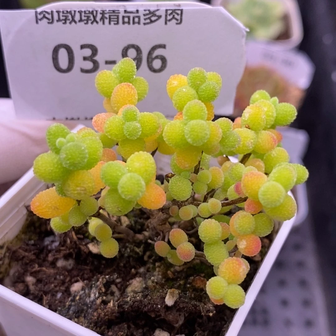 【闪购商品】03-96