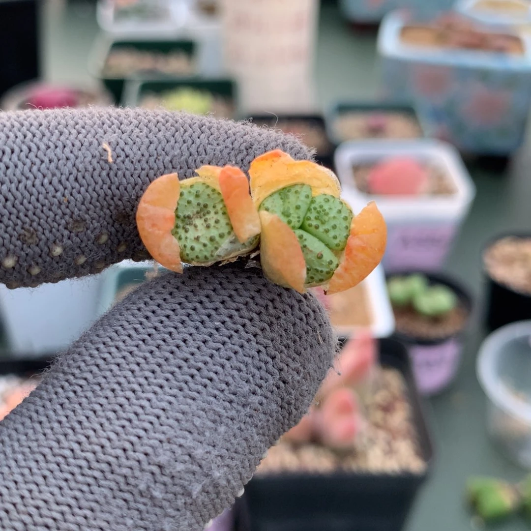 刘**aa786母本母本母本