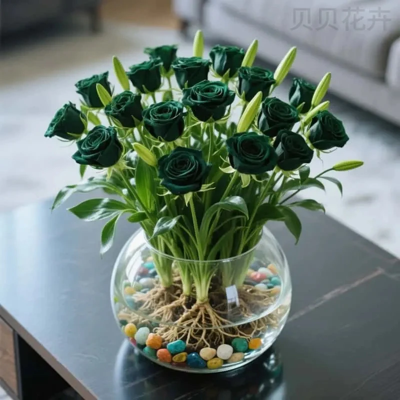 水培玫瑰宿根浓香型植物新手好养庭院阳台室内种植四季开花花卉
