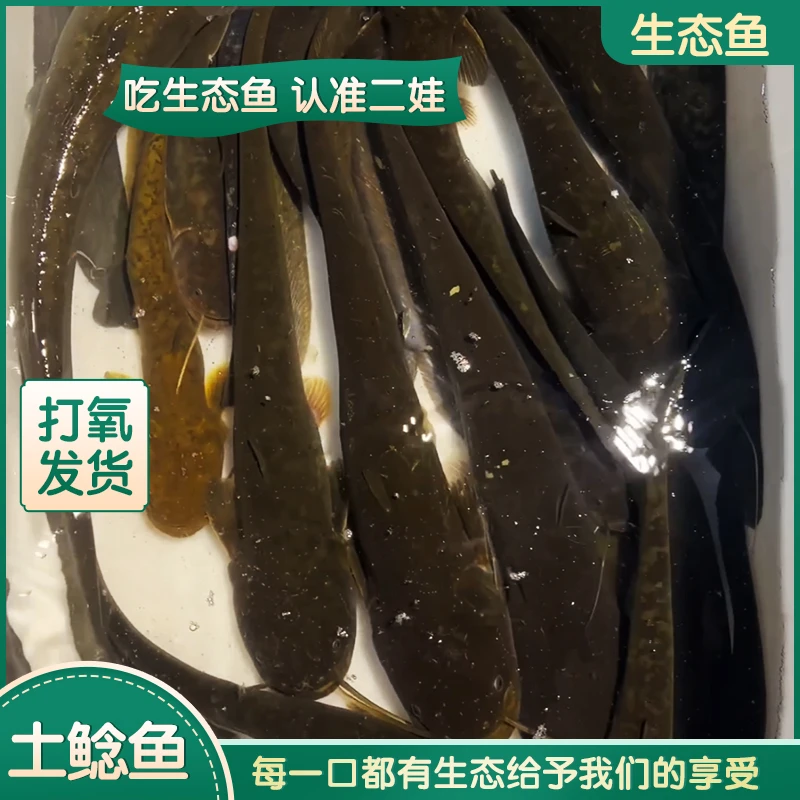 贵州生态溪水土鲶鱼子鲶鲢鱼现杀冷链冰鲜贵州部分地区可发活体