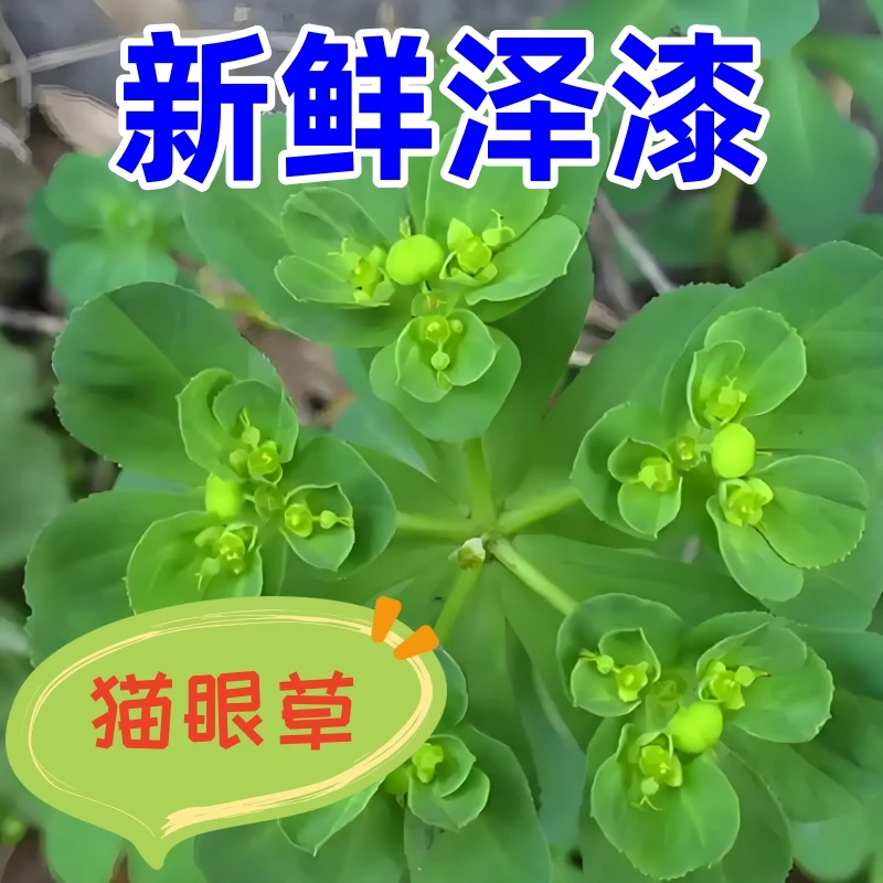 新鲜泽漆猫眼草五风草五朵云现挖现发