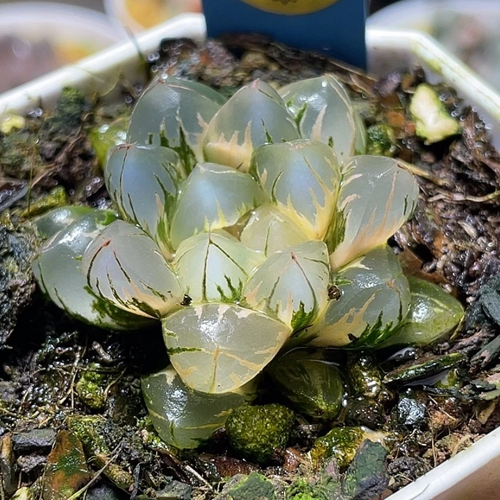 555完美北极锦福利一物