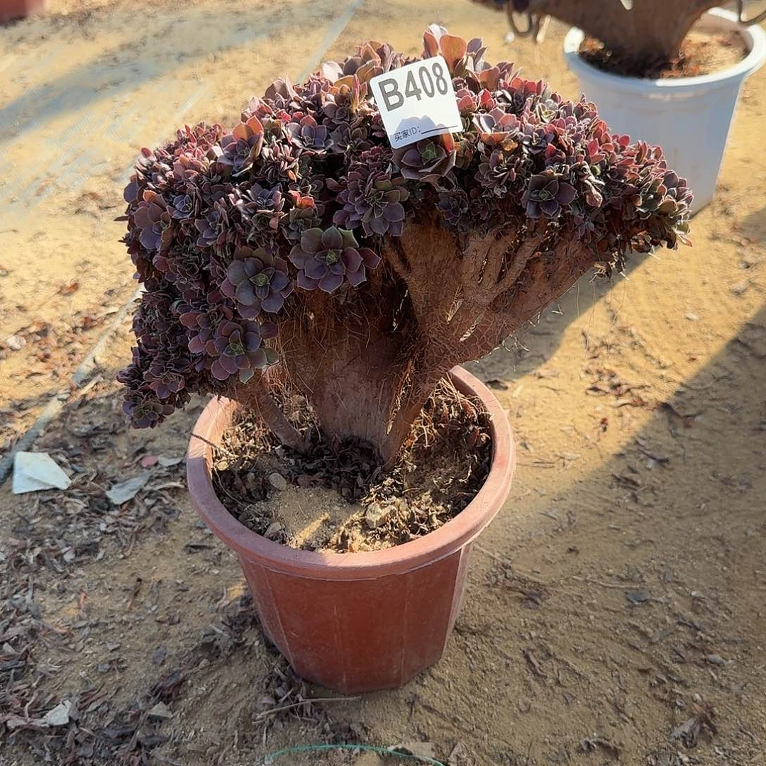 408玫瑰朵朵有伤一颗呀呀满28包邮