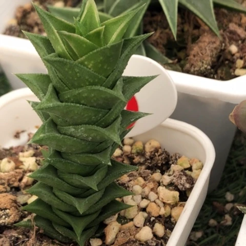 松挲掌母本哈哈哈哈哈