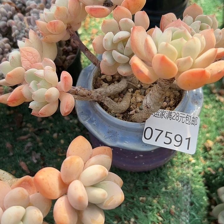 幸运儿是个很有才华