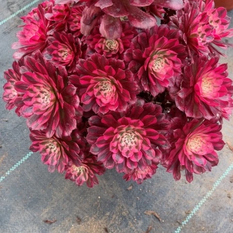 多肉植物铜壶白锦。