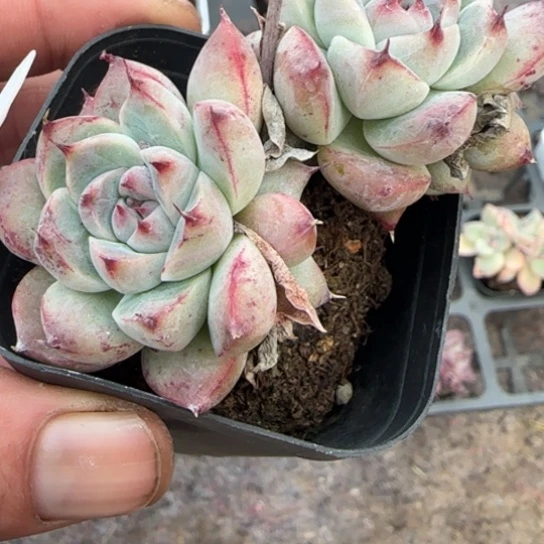 281阿尔巴佳人多肉植物多