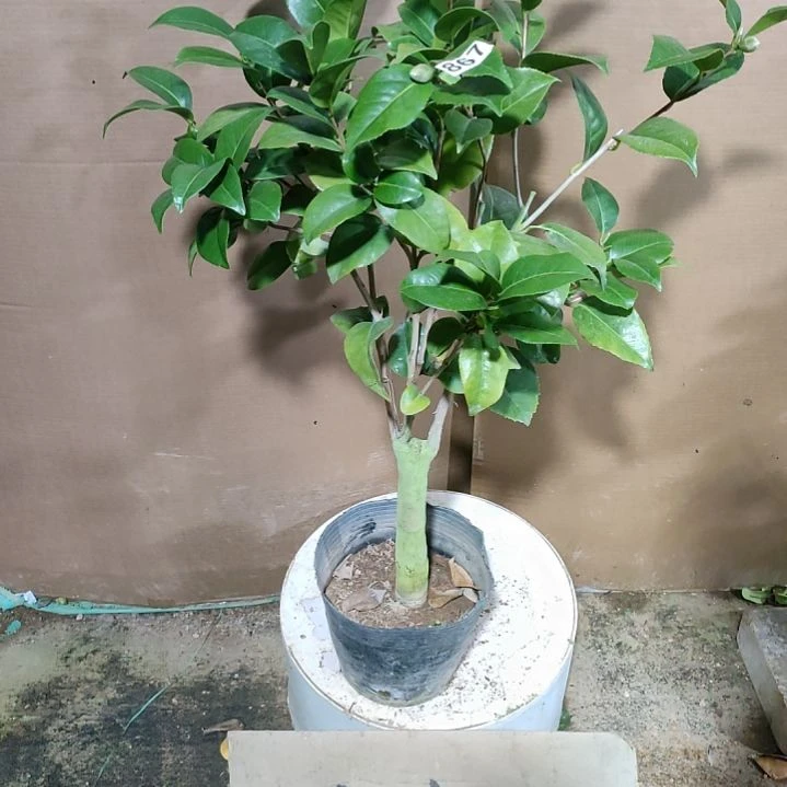 867西利，原盆原土发货，不包邮