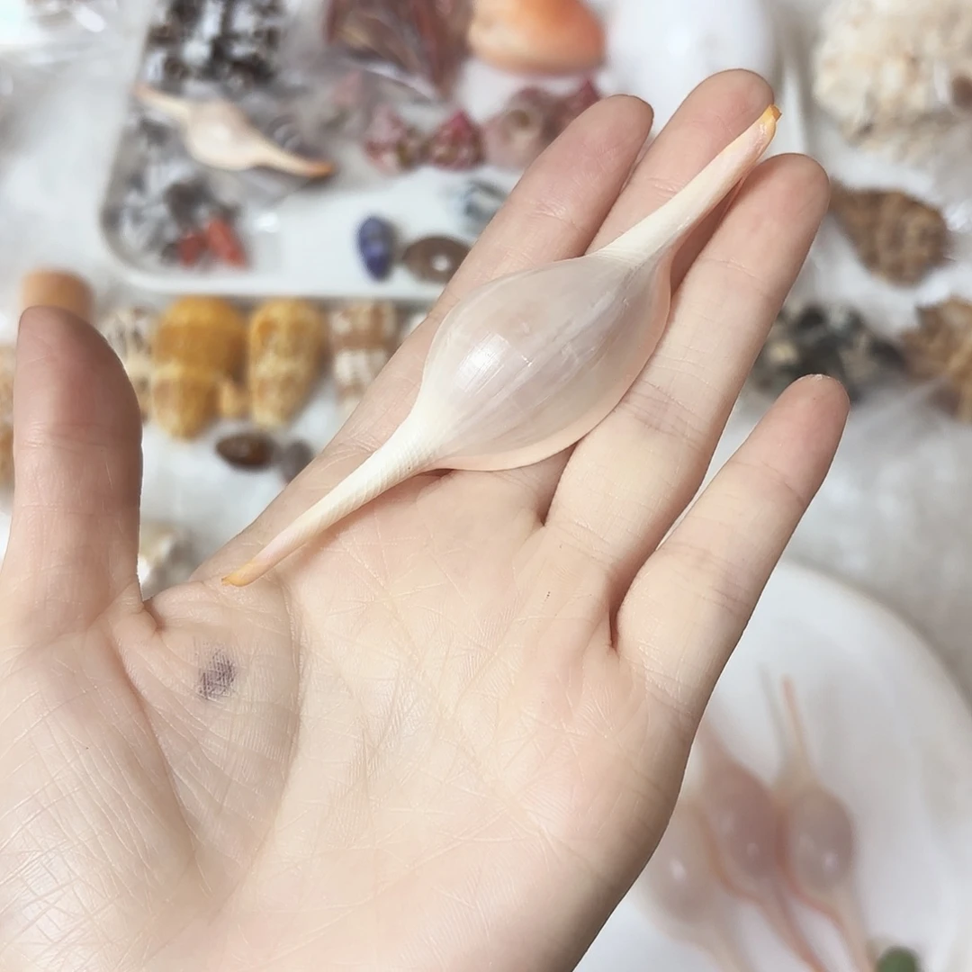 梅***子长角海兔标本福利