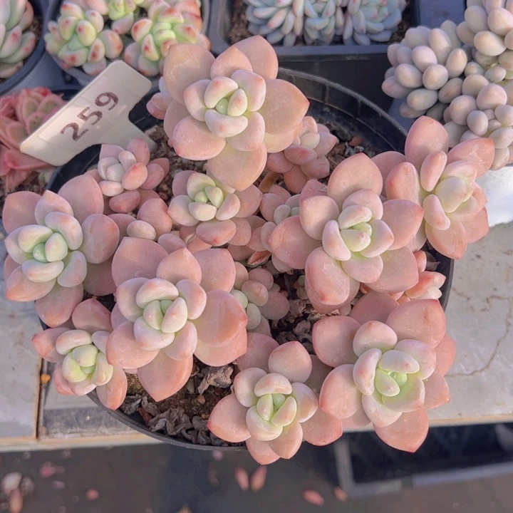 健健康康平平安安