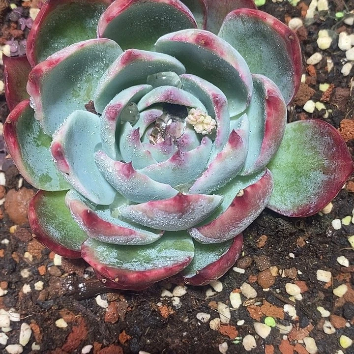 惊鸿仙子春节福利1694