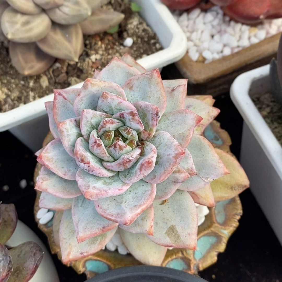 粉蓝鸟石化多肉植物盆栽