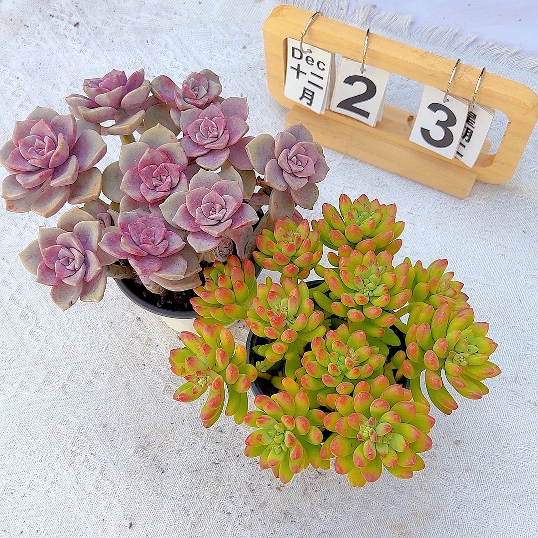 紫乐+小春萌 脱土盆土 适合新手室内外好养的多肉植物