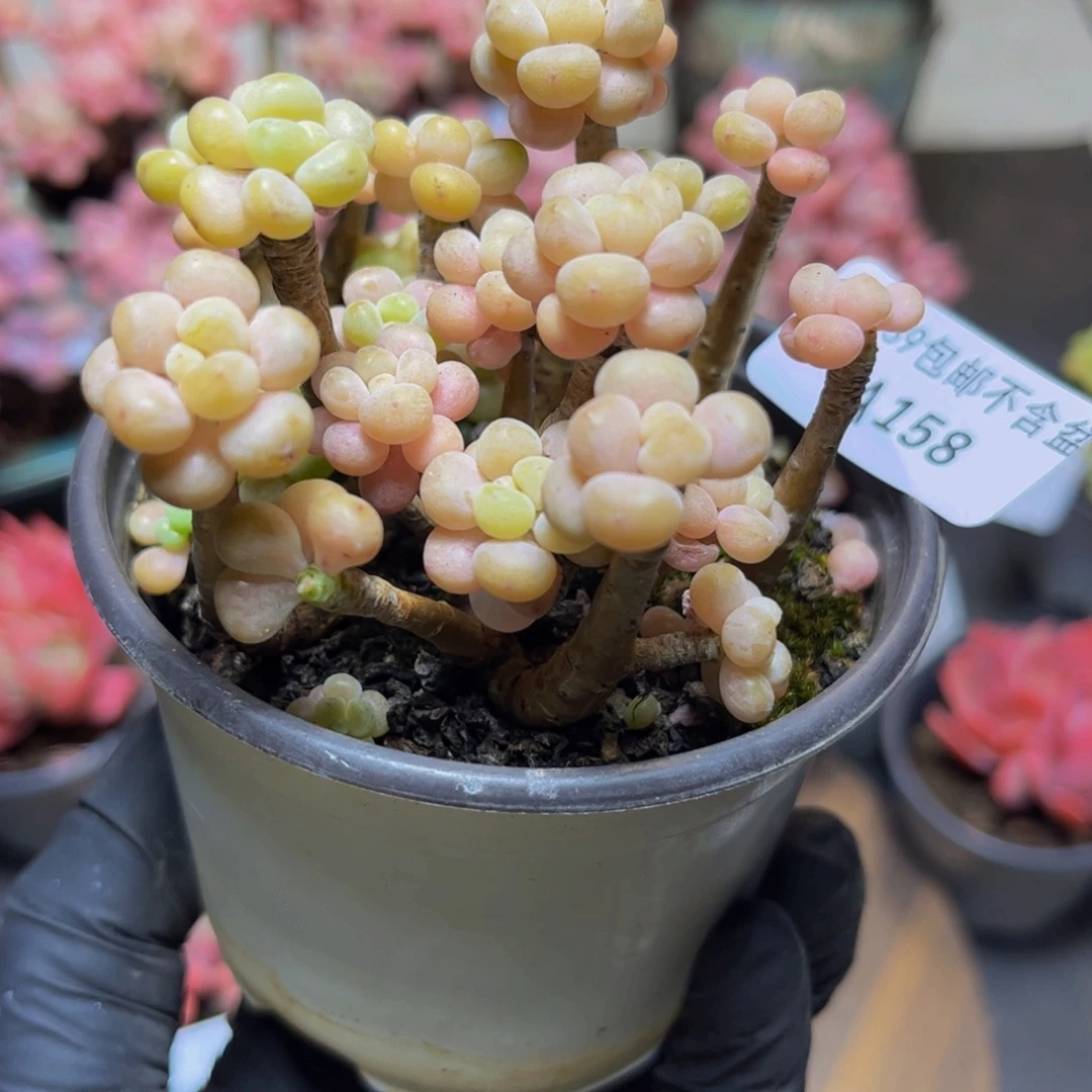 158老桩鱼子酱7厘米多肉