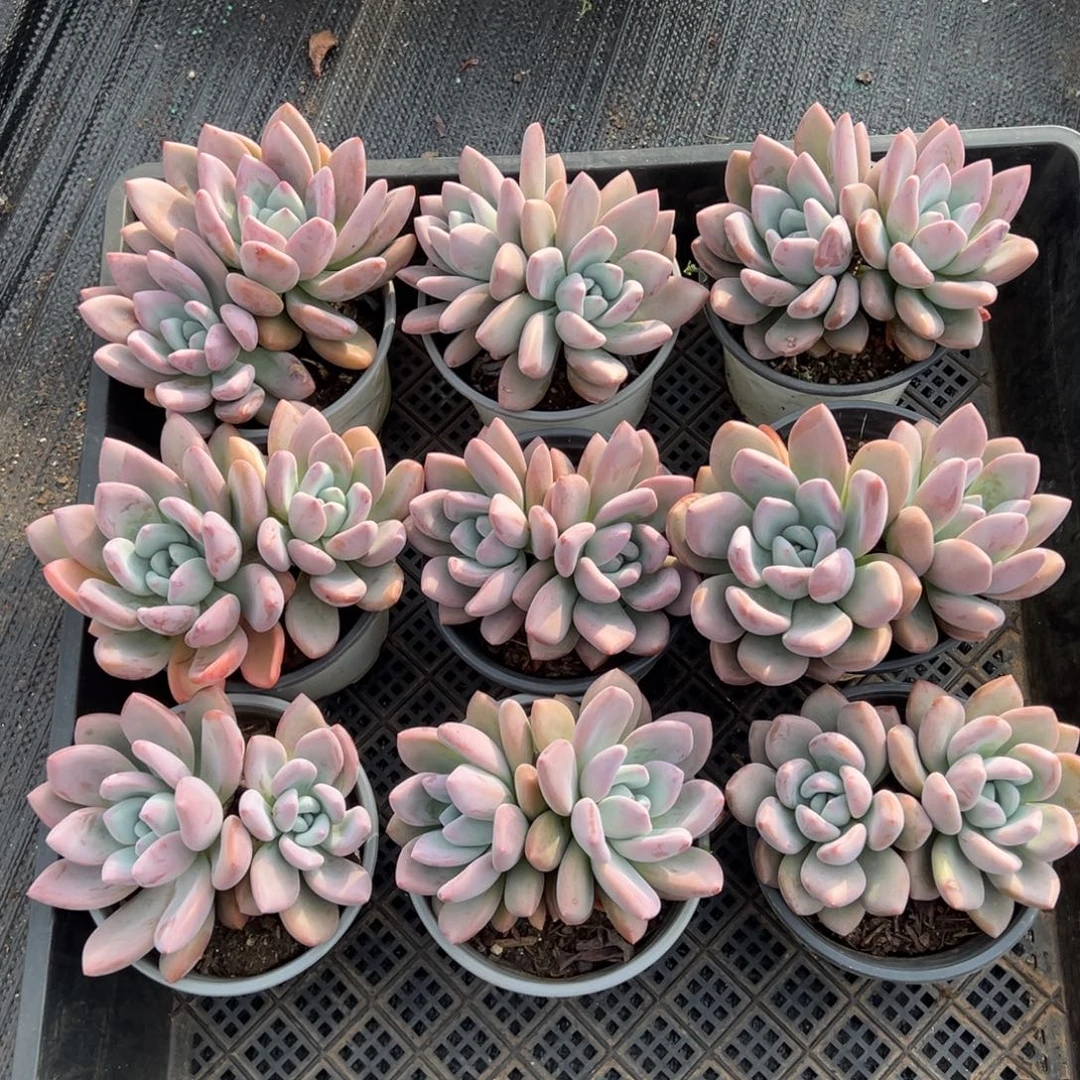 奥普琳娜双头，图中任意一颗，尺寸12