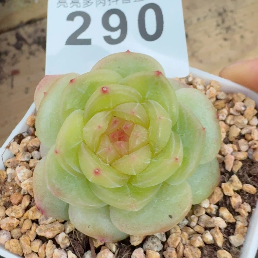 小家碧玉         精品多肉