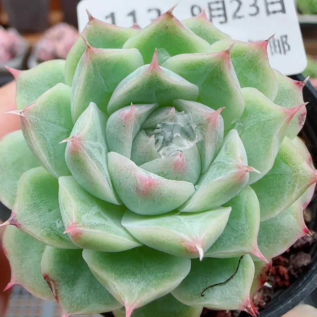 花语逸镜0923-113