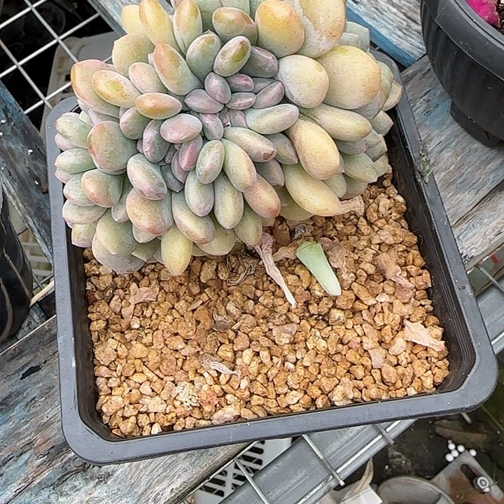 海***霞青蛙王子儿童牙膏套装11