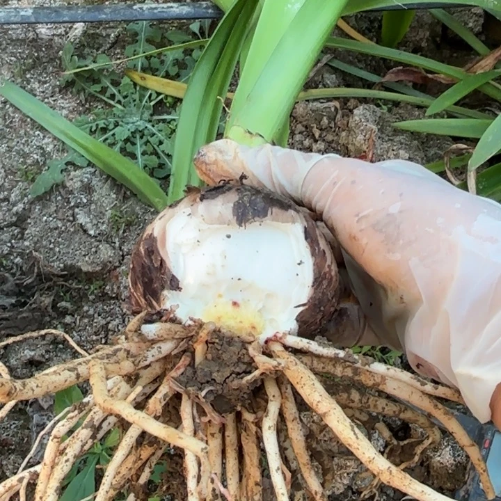 无花朵蔓越莓包对版伤球不包养护