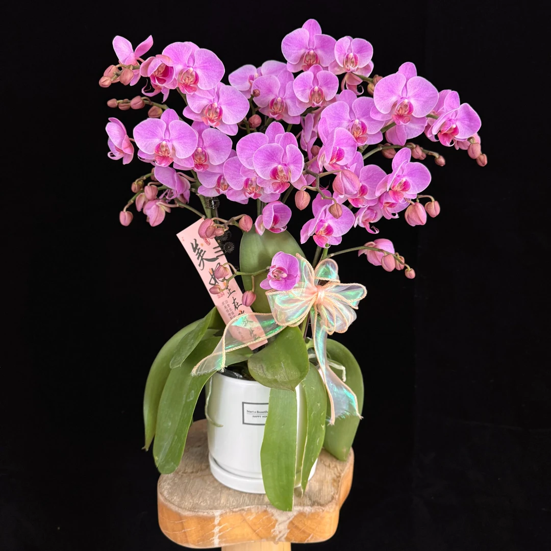【蜜糖】紫色中大花型蝴蝶兰盆栽有花有花苞