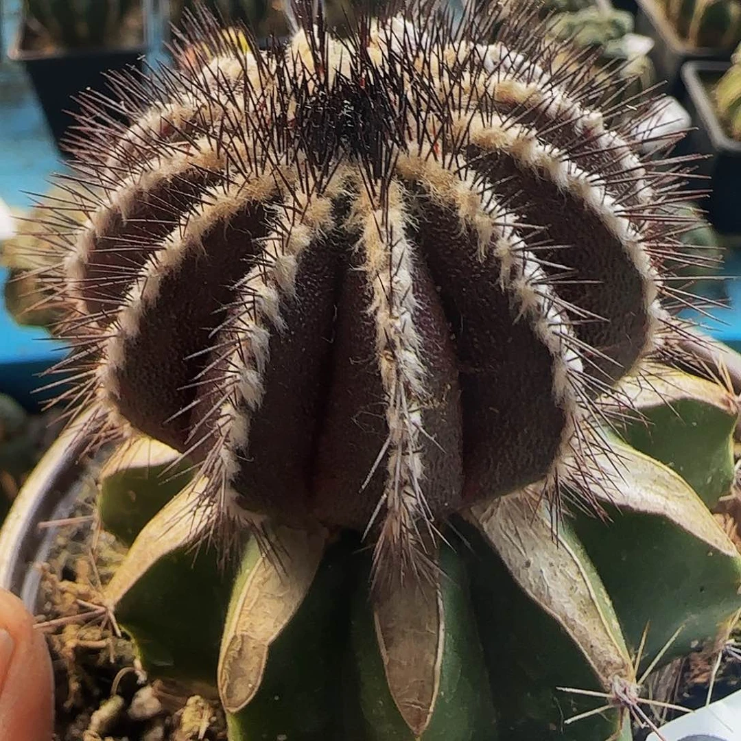 紫皮尤波球829仙人球