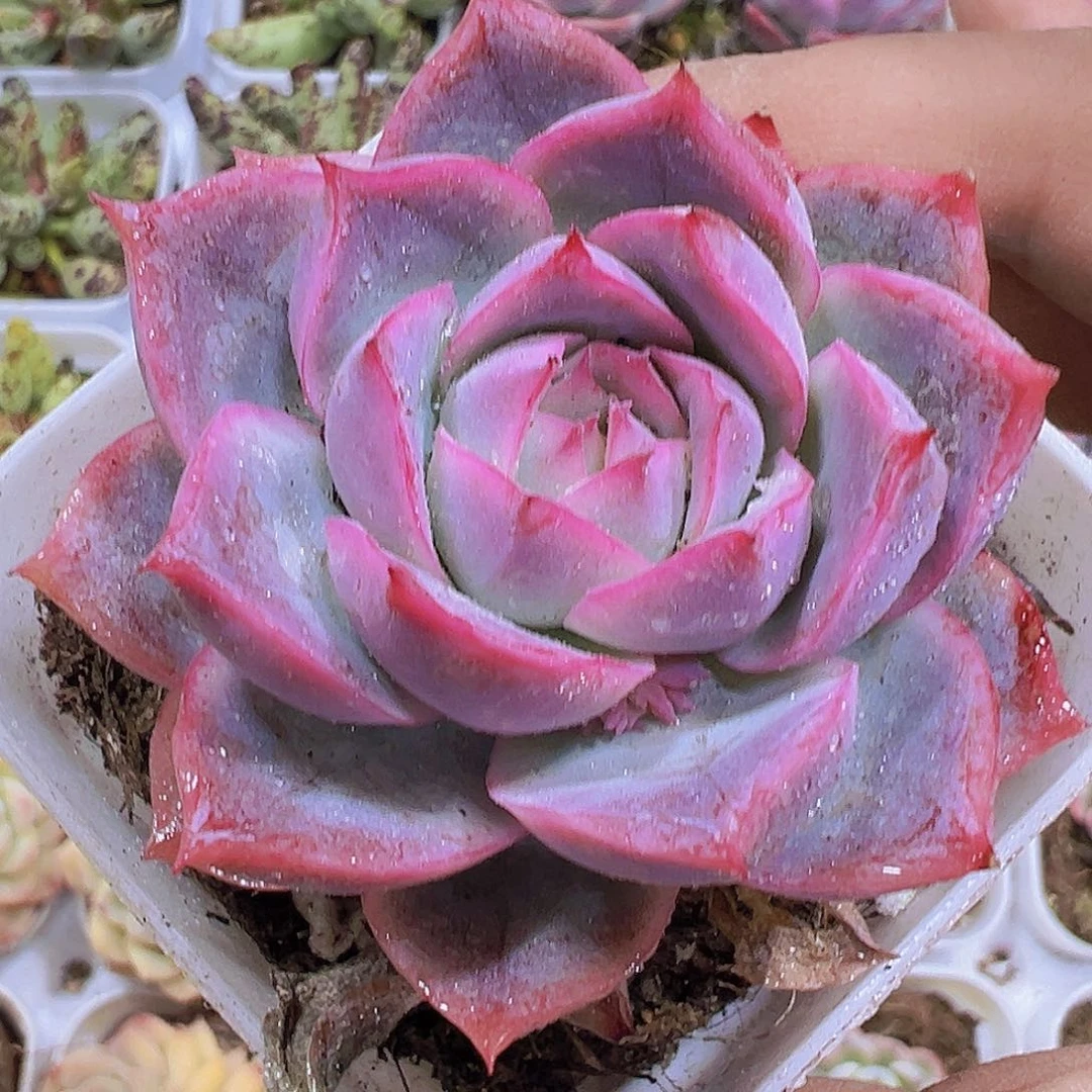 孤星19包邮多肉植物