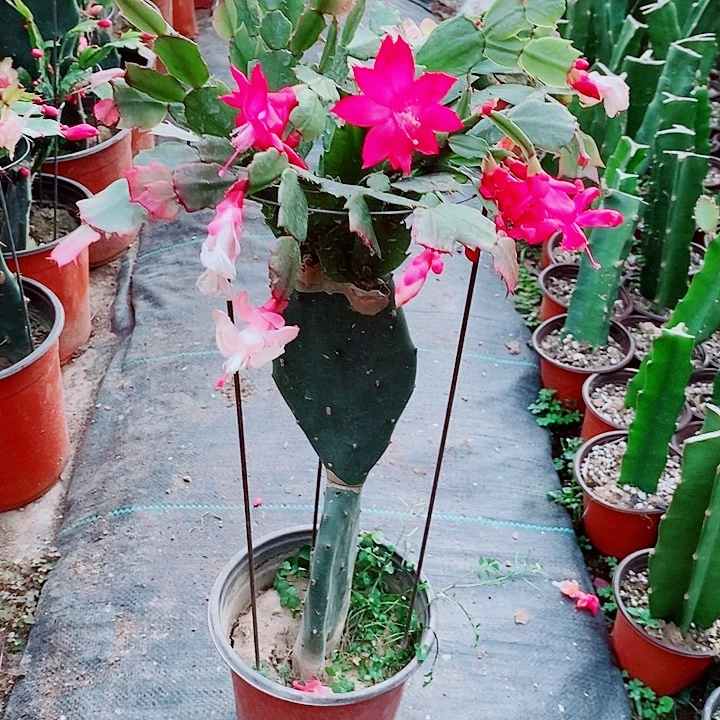 K***J无花朵仙人掌嫁接一物一拍