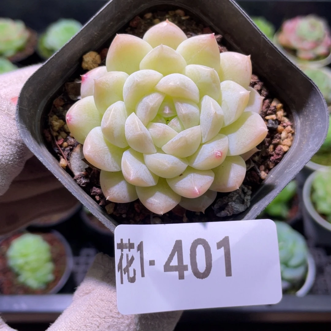 花利美1-401明月心