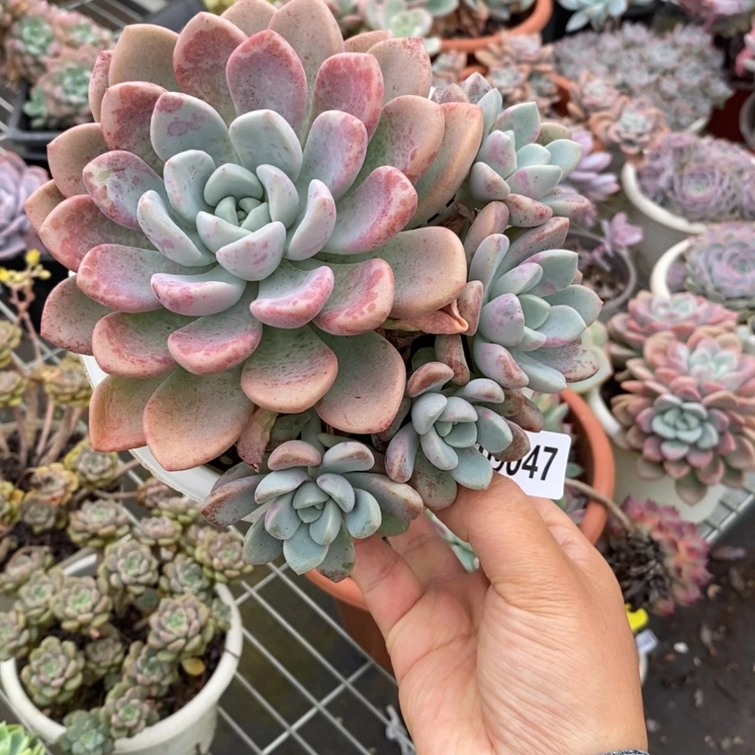 幸***猪9047花斑露一物一拍