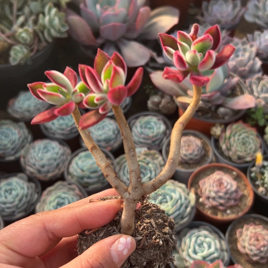 多肉植物多肉植物