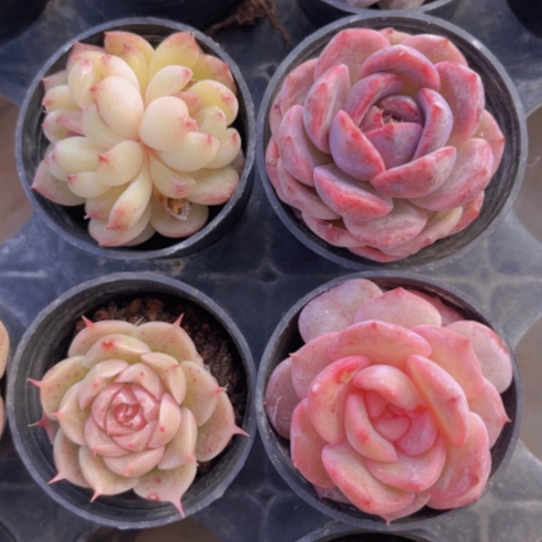 【闪购商品】杂4颗04265