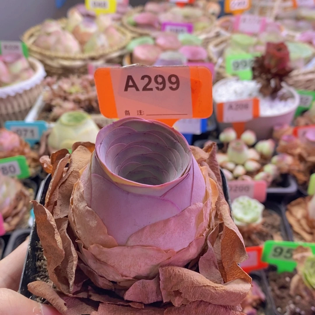 山地玫瑰一物一拍299