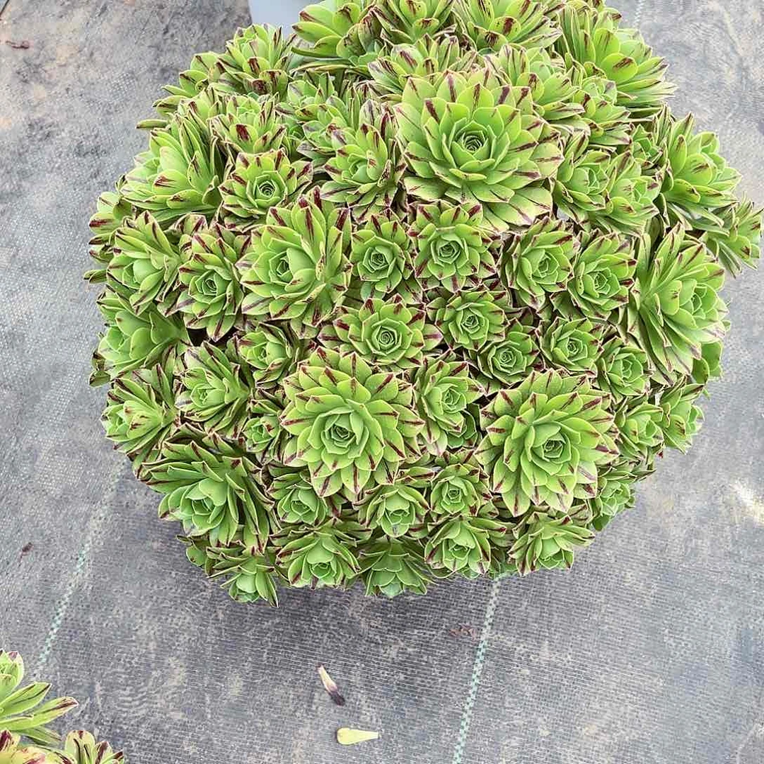 法师多肉漂亮漂亮