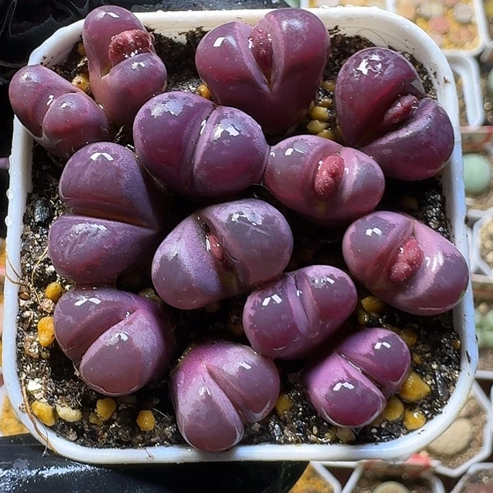 生石花1111111。    235