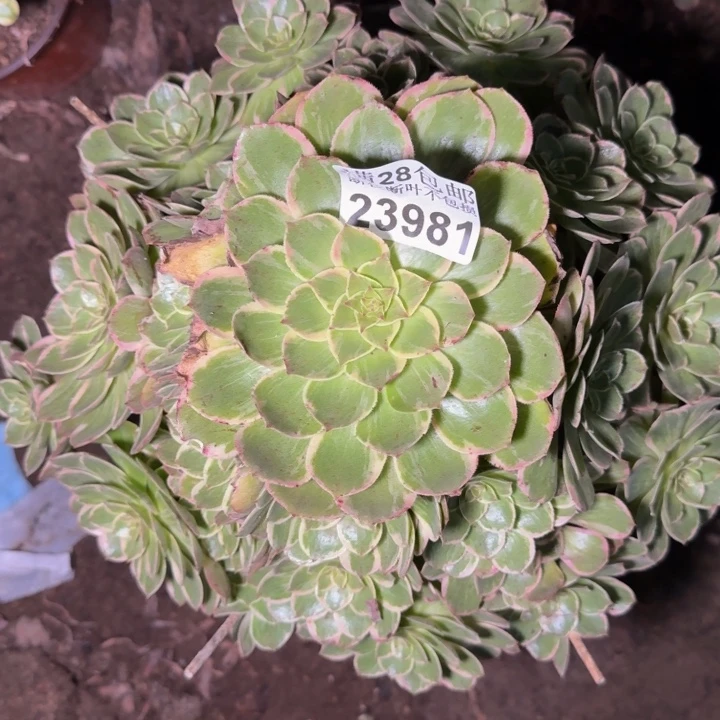 23981莲花多肉植物