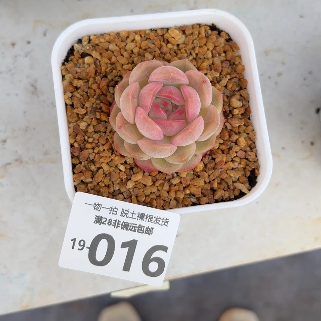 琴心老桩多肉多肉