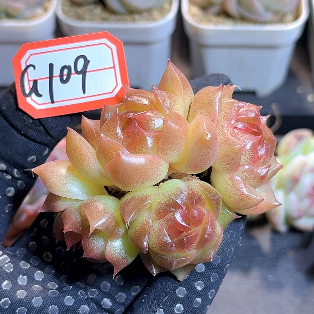 G109 一物一拍 珍妮 孤品