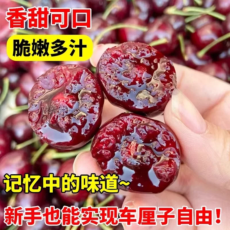 黑珍珠车厘子樱桃树苗带盆带花发货盆栽地栽南北方种植车厘子树苗