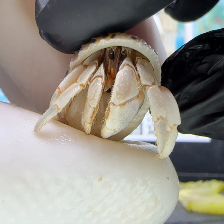 A26青色 灰白1.1cm口径